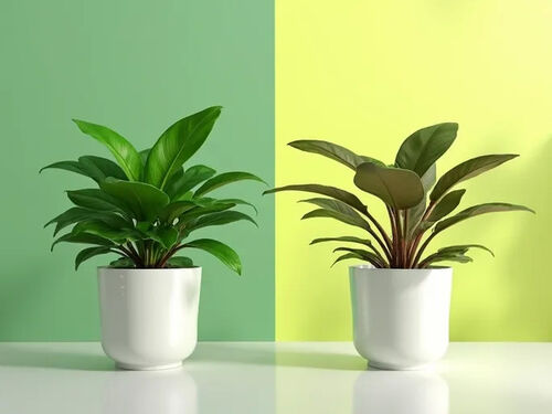 Latest company blog about Experts Share Tips to Prevent Mold in Selfwatering Planters