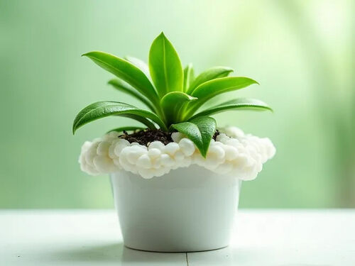 Latest company blog about White Mold on Potted Plants Causes and Solutions